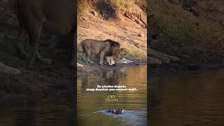 AVCI OLMAYAN BİR HAYVAN, NASIL BU KADAR TEHLİKELİ OLABİLİR?