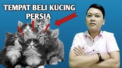 Tempat beli/adopsi kucing persia harga MURAH - Durasi: 10.22. 