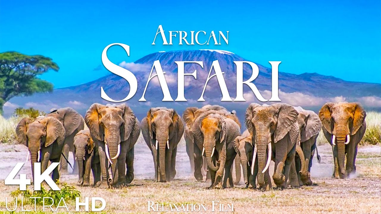 Wildlife of Africa 4K - Scenic Relaxation Film With African Music 