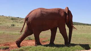 African Safari 4K • Wildlife Relaxation Film | Nature 4K Ultra HD
