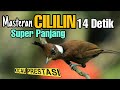 Cililin Gacor Super Panjang Jernih Buat Masteran Murai Batu Kacer Cucak Ijo Pentet Mp3 - Mp4 Download