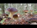 Mushroom foraging king bolete giant funghi porcini cpe cep steinpilz boletus edulis asmr