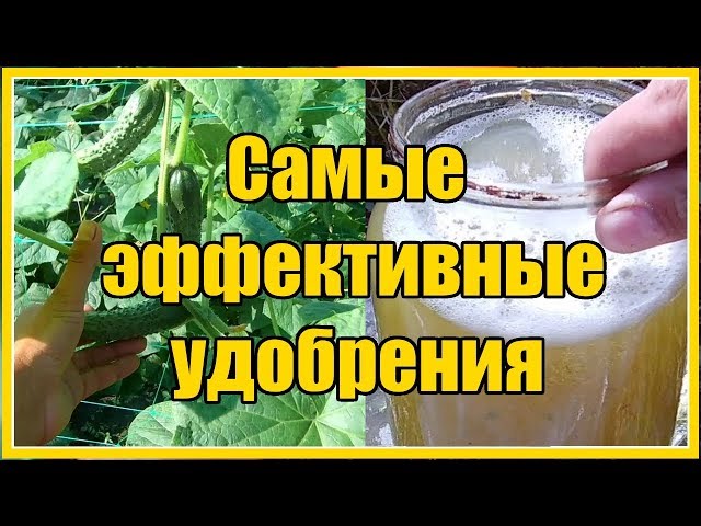 Фосфорные удобрения: как избежать недостатка фосфора у растений?