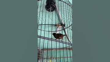 Tepus kepala abu masteran hurung #kicaumania #burungkicaudialamliar #burung #masteranburung