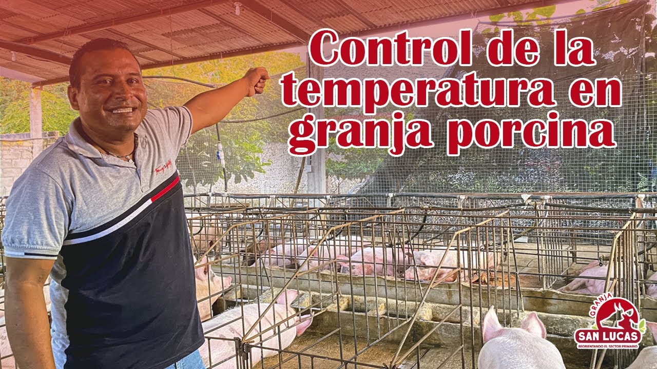¿Cuál es la temperatura ideal para una granja porcina ? 🐷 | Granja San Lucas