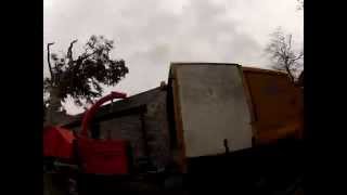 Beech tree removal ,time lapse. part 1