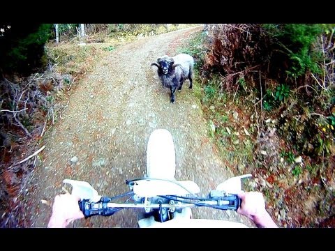 Angry ram attacks motorcyclist  - Original -