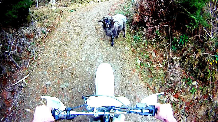 Angry ram attacks motorcyclist in the forest