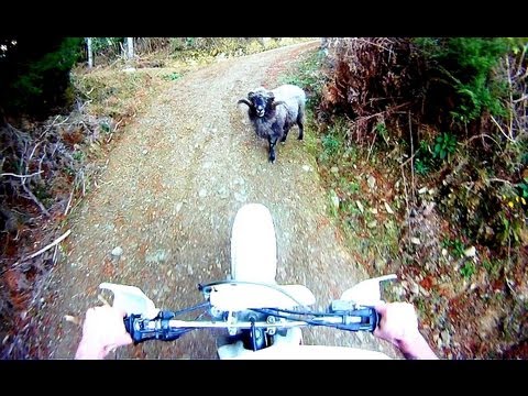 Thumb of Ram Vs. Motorcycle video