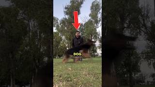 The Fastest Dog In The World⚡️