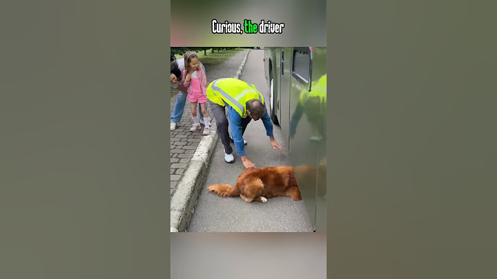 Hero Dog Saves Kittens in the Most Unexpected Way! 🐕🐾 A Heartwarming Rescue Story ❤️