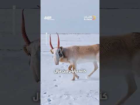 ظبي السايغا