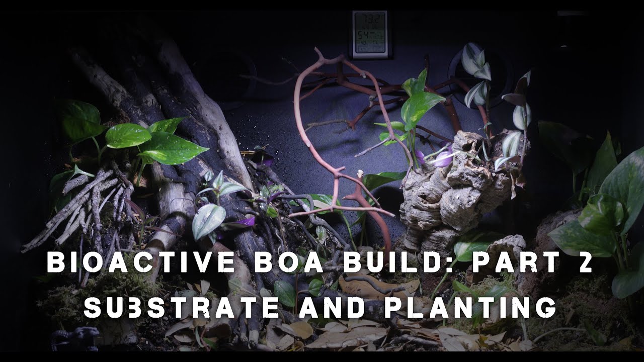 Bioactive Rainbow Boa Terrarium Build. Part 2 substrate and planting