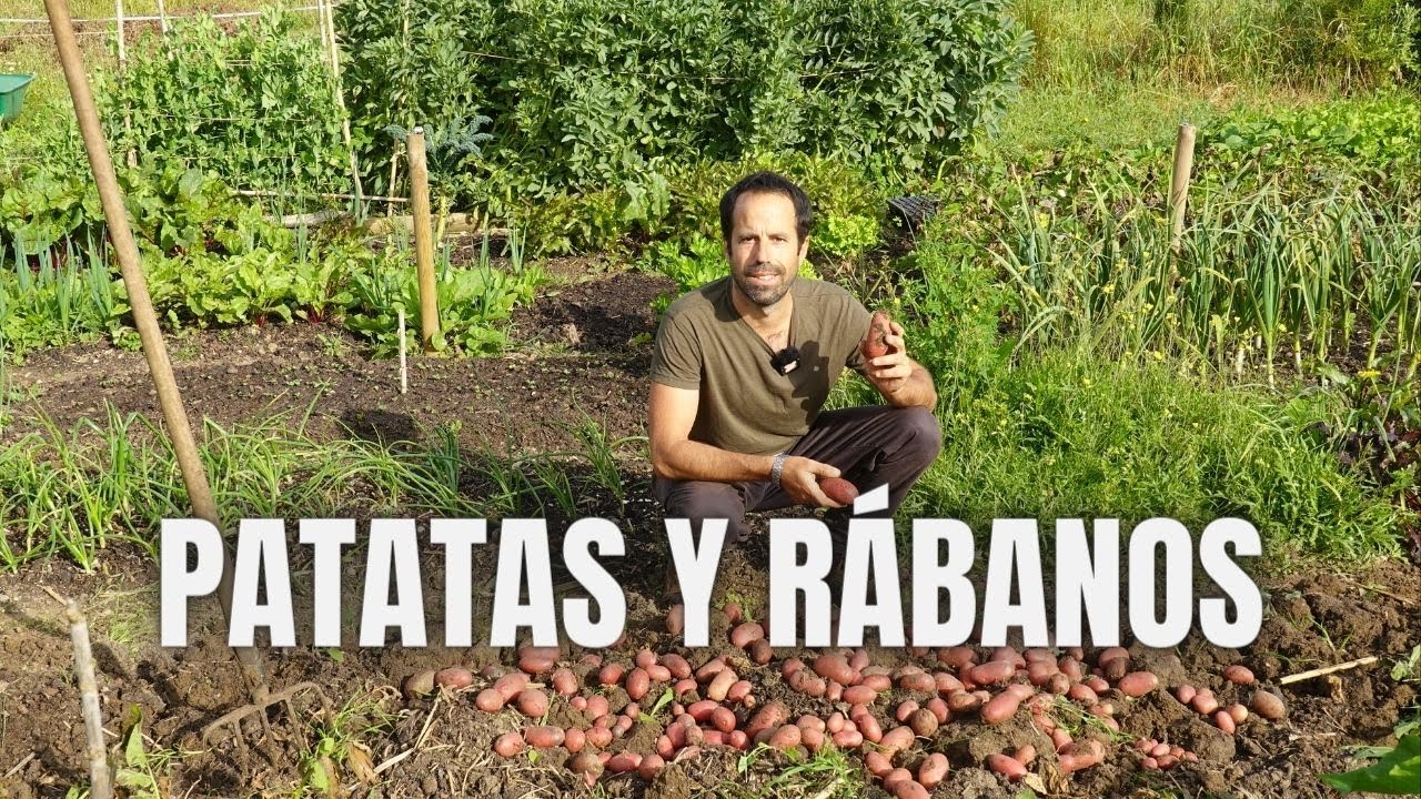PATATAS y RÁBANOS: siembra y cosecha