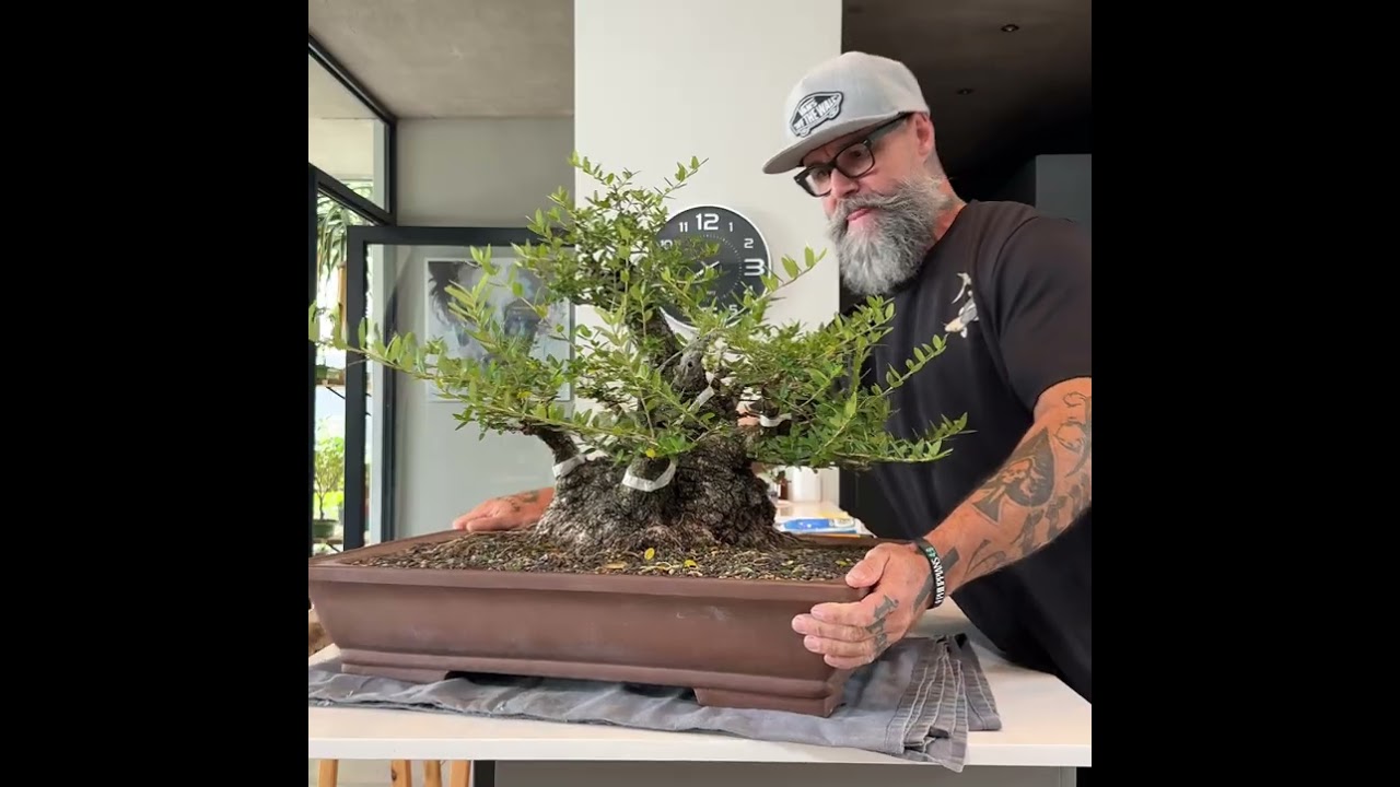Wild Olive bonsai restyling 