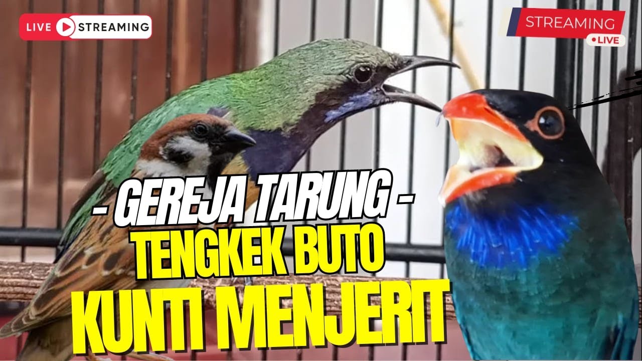 MASTERAN PALING LARIS DI GANTANGAN! GEREJA TARUNG - TENGKEK BUTO - CUNGKOK MENJERIT