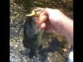 Pêche du black bass en kayak