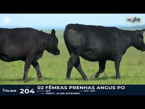 LOTE 204 - ANGUS 5213, 5345