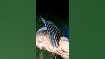 Bẫy chim quốc đêm quá đã