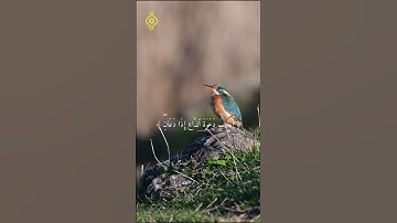 فارس عباد سورة البقرة الآية 186  #اكسبلور #فارس_عباد