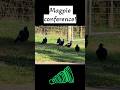 Wonder what's the commotion about 🤔 #magpies #magpiesounds #birdcall #australianbirds #birdsong