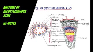 How to draw t.s. of dicotyledonous stem / anatomy dicot w/-notes/
biology step by