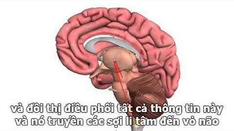 Basic Parts of the Brain   Part 1   3D Anatomy Tutorial 1