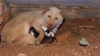 A stray dog ​​came into the house, puppies were born, and I recorded 100 days of caring for them!