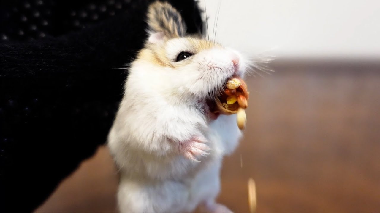 閲覧注意】やるしかなかった、、【hamster】 - YouTube