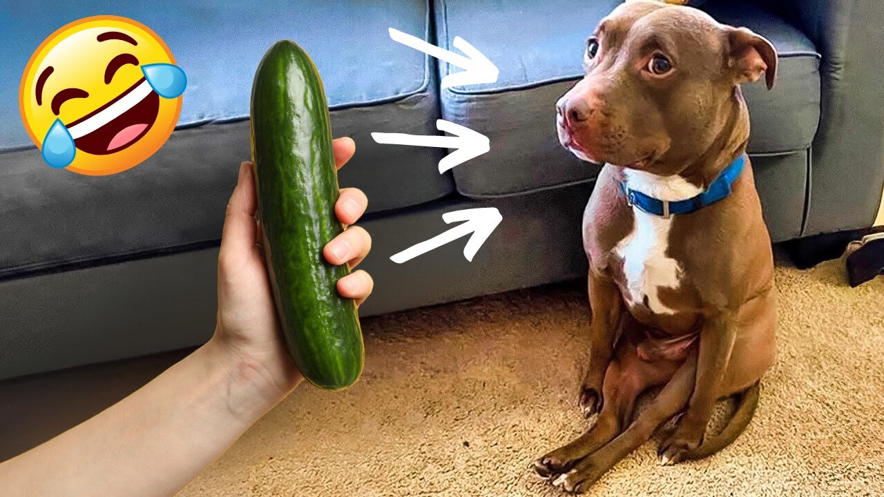 Funny Dog Videos Funniest Puppy Videos 2023 YouTube Funny dog videos funniest puppy videos 2023 youtube