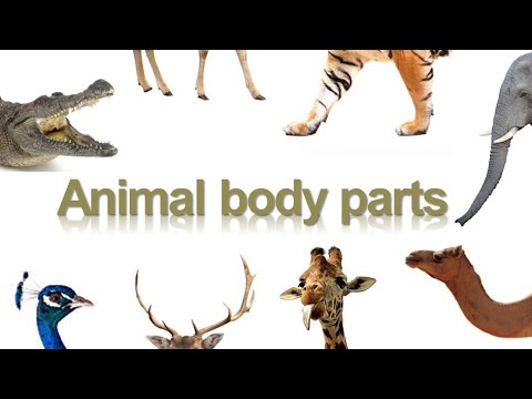 Части тела животных по-английски [Animal body parts - English Vocabulary Flashcards]