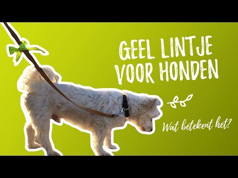 Video: Wat Betekent Een Geel Lint Op Een Hond?