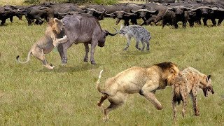 Hyena looted her prey from the lion. The anger of a king. Hyena vs Lion King