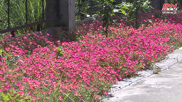 NTM: Tập trung nguồn lực về đích sớm trong xây dựng nông thôn mới