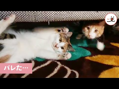 ソファの裏で爪とぎ中…😼 飼い主さんにバレた猫さんのリアクションが面白い😅 【PECO TV】