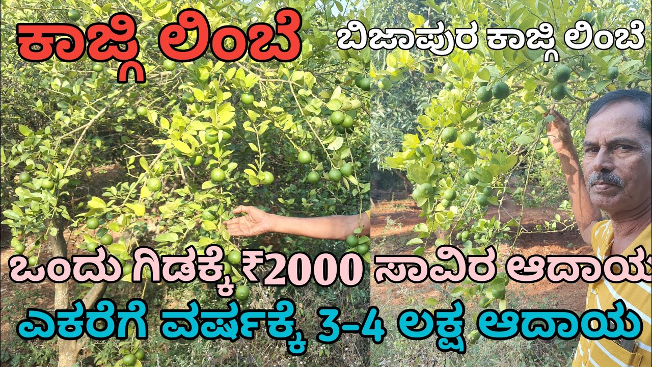 ಬಿಜಾಪುರ ಕಾಜ್ಗಿ ಲಿಂಬೆ|ಒಂದು ಗಿಡಕ್ಕೆ ₹2000 ರೂಪಾಯಿ| ವರ್ಷಕ್ಕೆ ₹ 2 ಲಕ್ಷ ಆದಾಯ