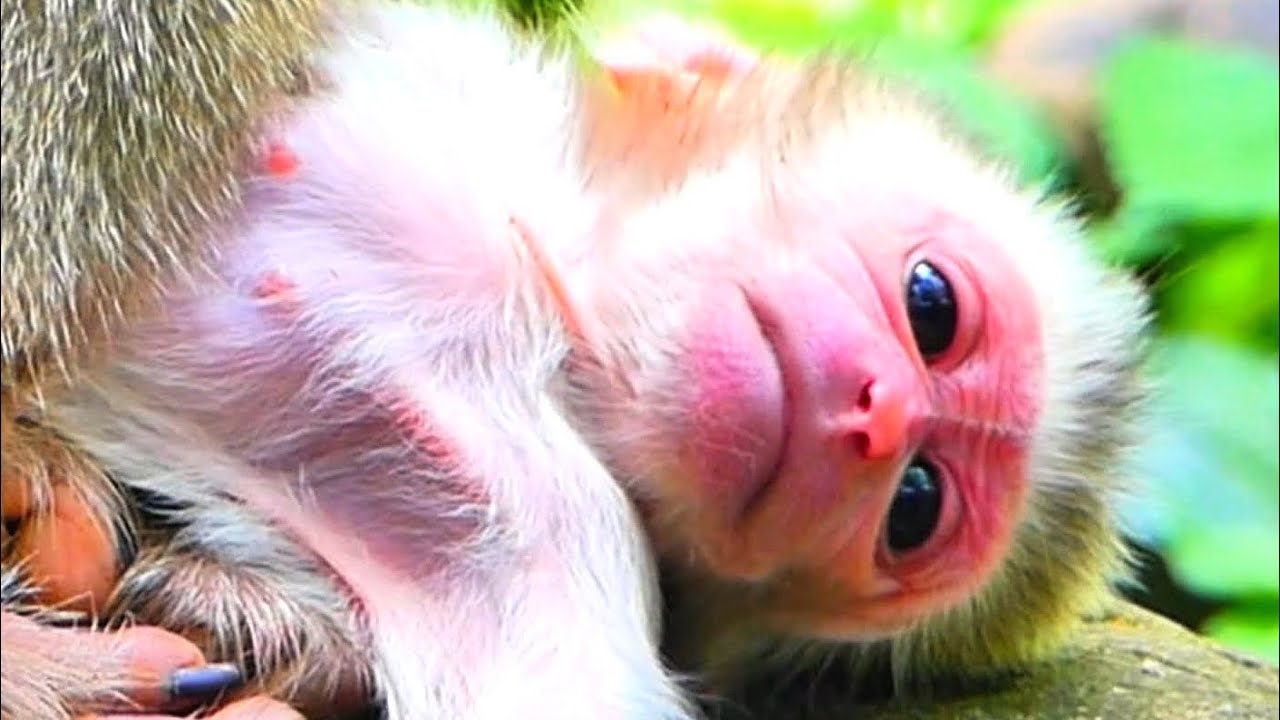 so cute mom monkey Luna With baby monkey Linx lovely mom 