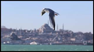 Günal Salt - Şemsiyemin Ucu Kare Resimi