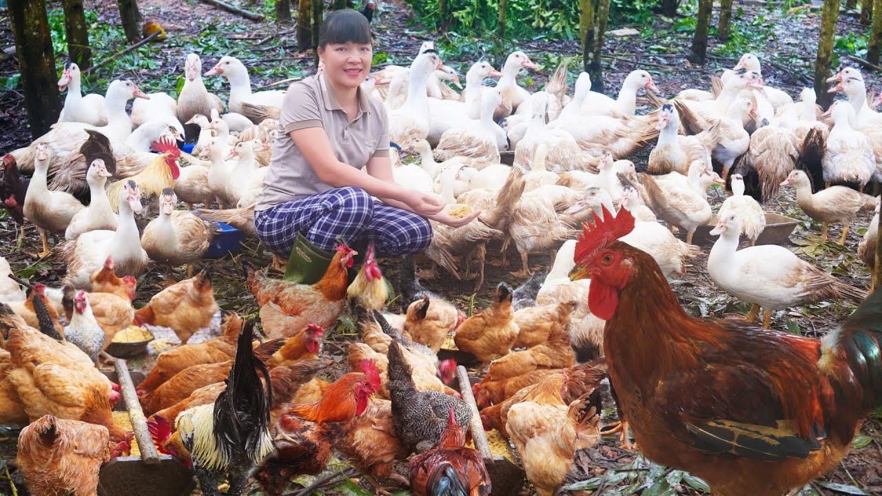 Moving My Chicks To Larger Coop. Daily Works In A Free Range Chicken Farm In Rain Season