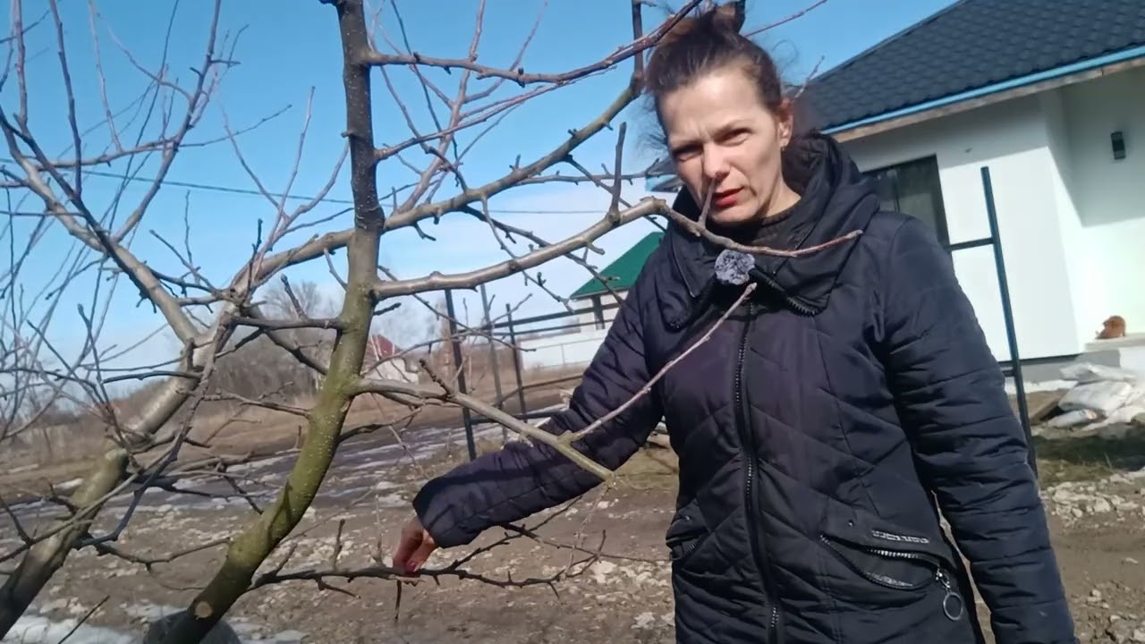 Формуємо яблуню чашею.