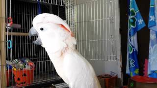 So You Think You Want A Cockatoo?