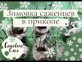 Зимовка саженцев в прикопе. Садовый влог.