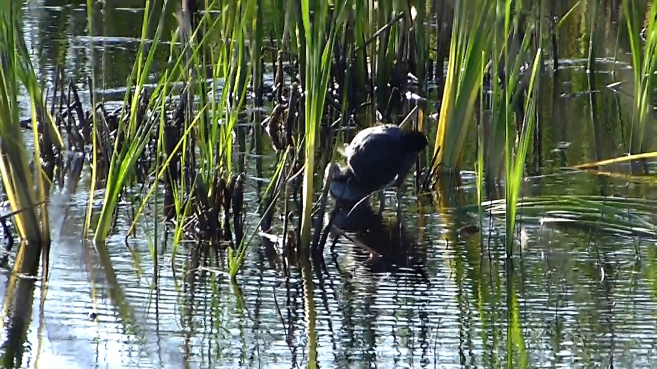 American Coot grooms baby