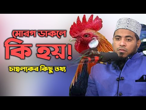 ভিডিও: মুরগি বাড়িতে মোরগ খাওয়ার অর্থ কী?