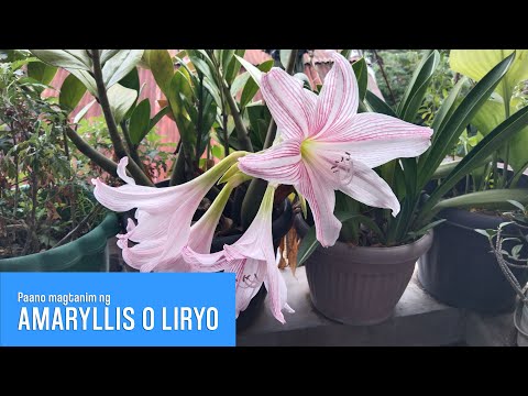 Video: Paano mo hinuhukay ang mga bombilya ng calla lily?