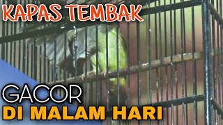 Kapas tembak gacor di malam hari