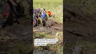 Cow rescued from a muddy bog in NW Oregon