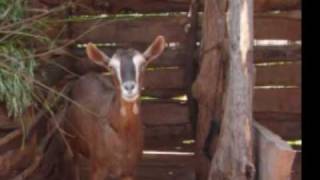 WN Ask 0403.wmv