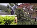 2021.4.30　庭木の『イチイ』剪定します