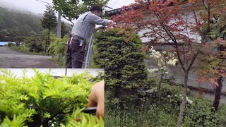 2021.4.30　庭木の『イチイ』剪定します